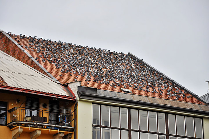 A2B Pest Control are able to install spikes to deter birds from roofs in St Johns. 