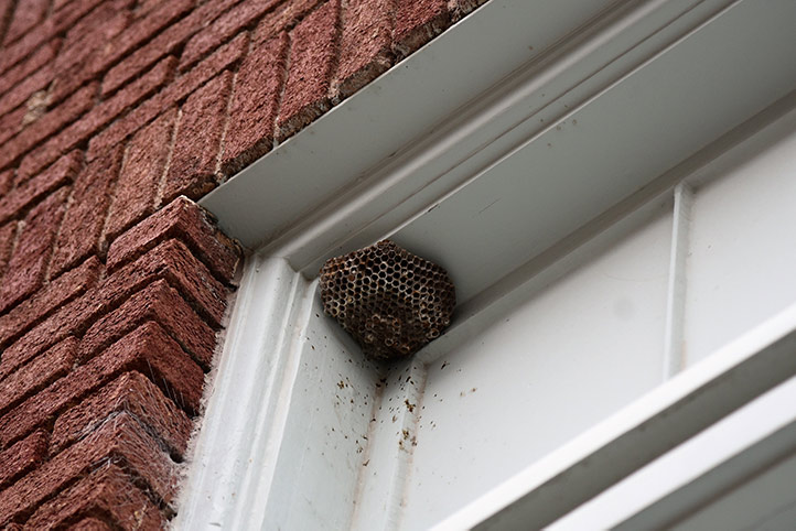 We provide a wasp nest removal service for domestic and commercial properties in St Johns.